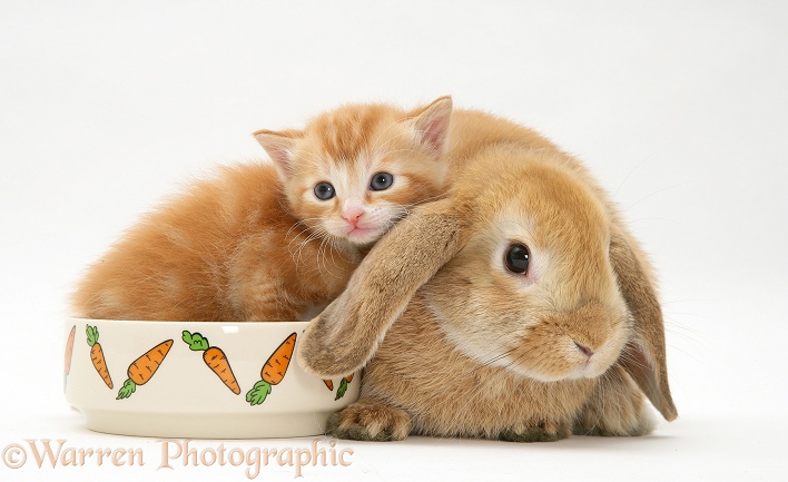 Ginger kitten with a young Sandy Lop rabbit; kitten in the rabbit's food bowl, white background
