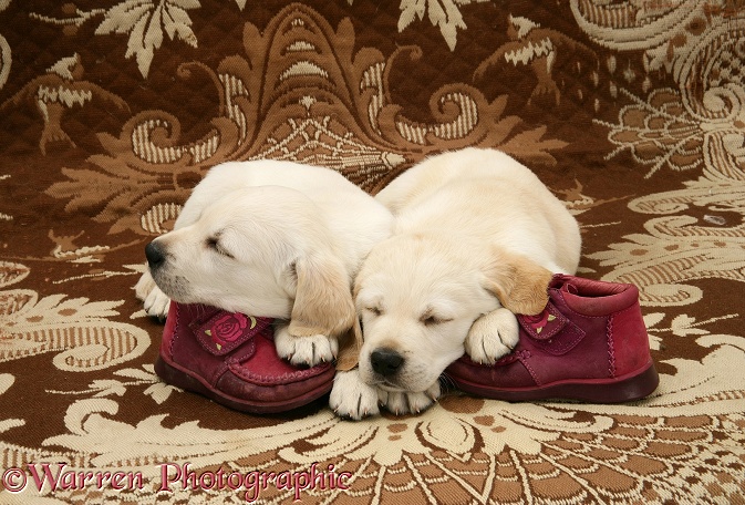 Goldador Retriever pups (Golden Retriever x Labrador Retriever) pups sleeping on a pair of child's shoes