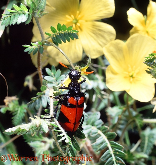 Blister Beetle (Mylabris species) feeding on Devil's Thorn (Tribulus zeyheri) flowers.  SW Africa