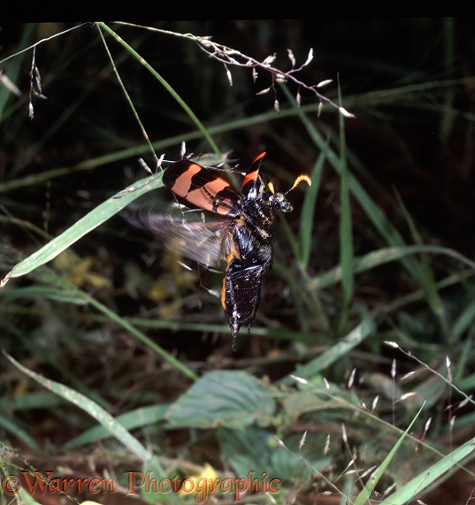 Blister Beetle (Mylabris species) taking off.  SW Africa