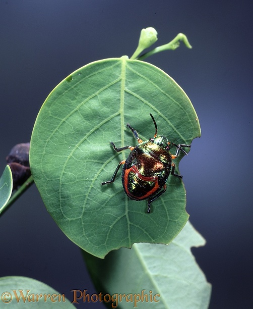 Harlequin Bug (Philia senator) nymph.  North Australia