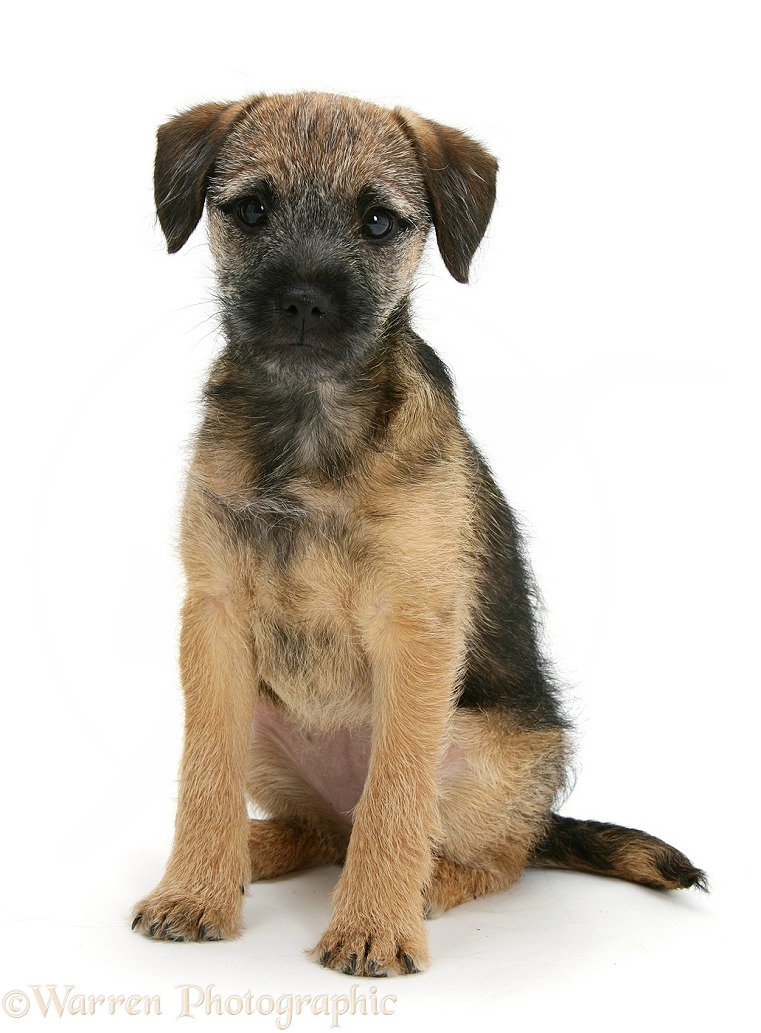 Border Terrier bitch pup, Kes, sitting, white background