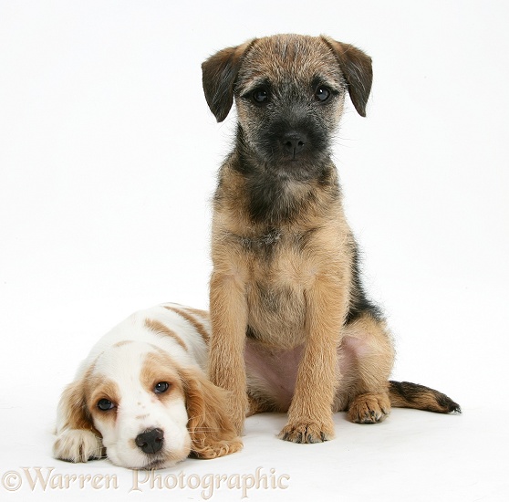 Orange roan Cocker Spaniel bitch pup, Blossom, with Border Terrier bitch pup, Kes, white background