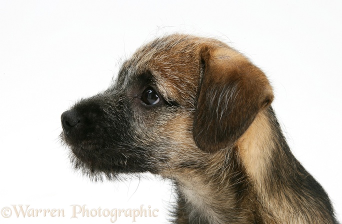 Border Terrier bitch pup, Kes, white background