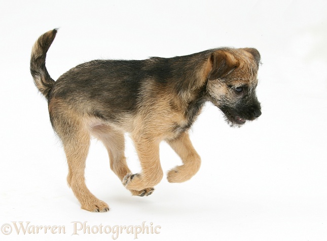 Border Terrier bitch pup, Kes, pouncing, white background
