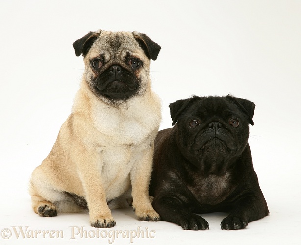 Fawn and black Pugs, white background