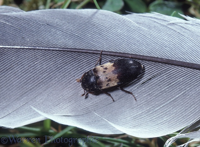 Bacon Beetle (Dermestes lardarius).  Worldwide