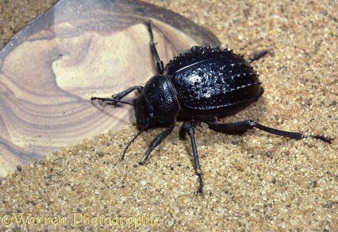 Darkling beetle (Tenebrionidae).  Sahara Desert