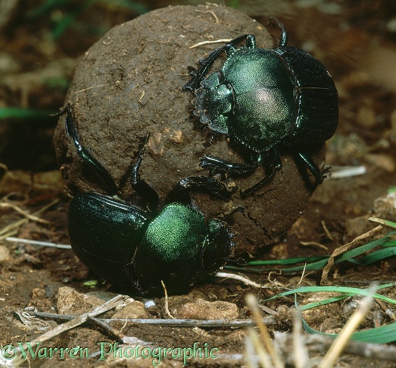 Green Scarab (Kheper species) pair on ball of buffalo dung.  Africa