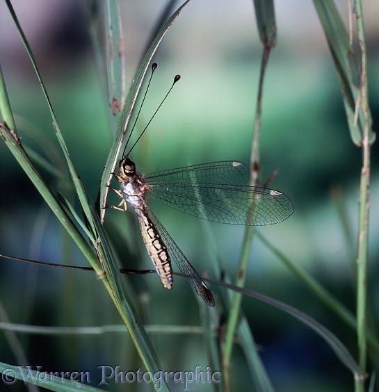 Owl Fly (Ascalaphidae).  Australia