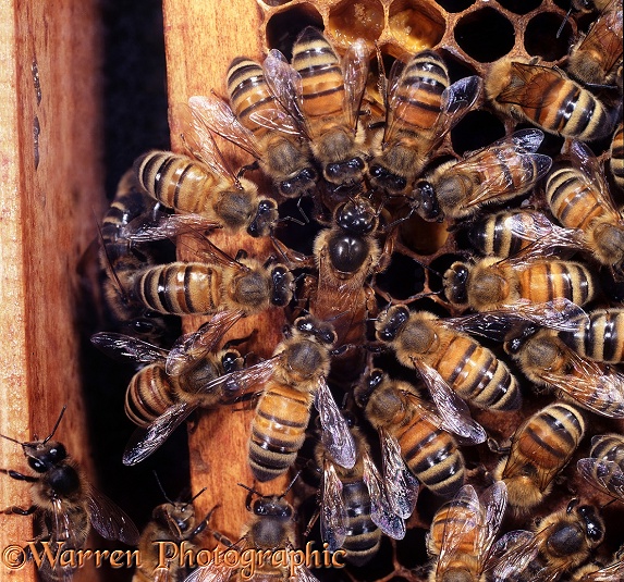Honey Bee (Apis mellifera) queen surrounded by workers as she lays an egg in a cell at the edge of the comb.  Worldwide