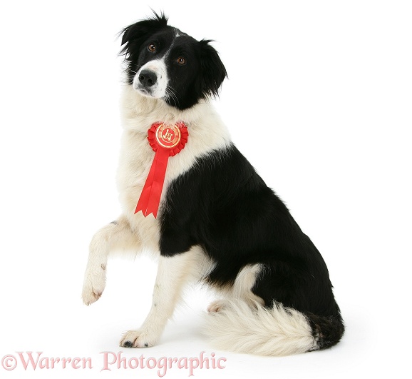 Black-and-white Border Collie bitch Phoebe, wearing a rosette, white background