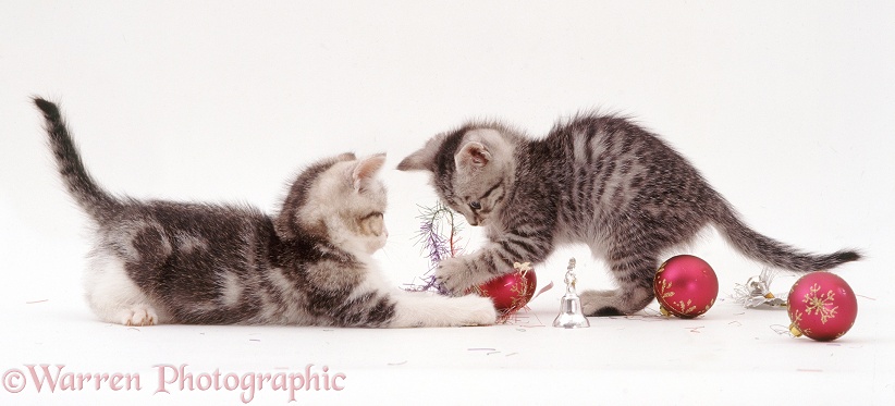 Silver tabby kittens, 8 weeks old, playing with Christmas baubles and tinsel, white background