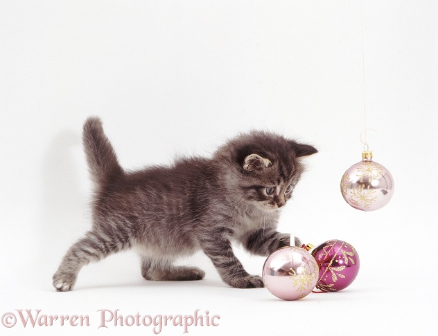 Silver tabby kitten playing with Christmas baubles, white background