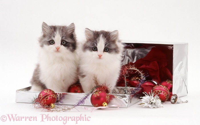 Two silver-and-white kittens and Christmas baubles in a silver box, white background