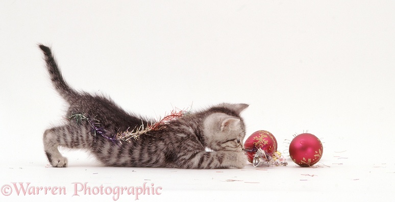 Silver tabby kitten, 8 weeks old, playing with Christmas tinsel and baubles, white background