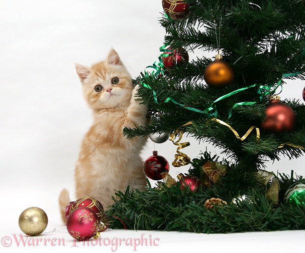 Ginger kitten playing with a Christmas tree, white background