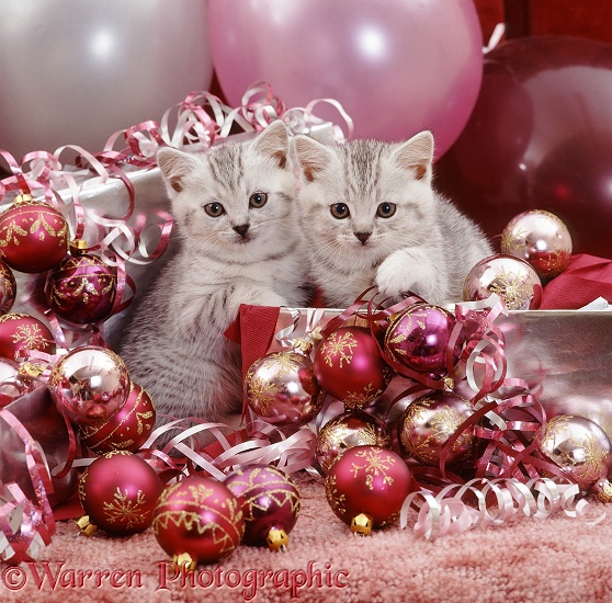 Silver spotted kittens, 6 weeks old, with Christmas baubles and decorations on Twelfth Night