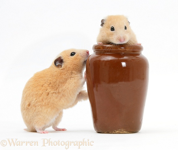 Golden Hamsters playing with a china pot, white background