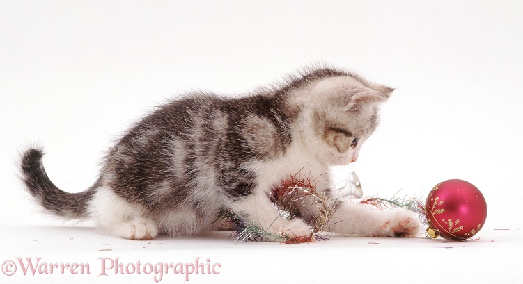 Silver Tabby-and-white kitten, 8 weeks old, playing with Christmas tinsel and baubles, white background