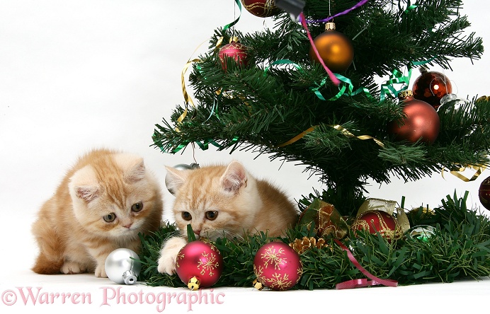 Ginger kittens playing with a Christmas tree, white background
