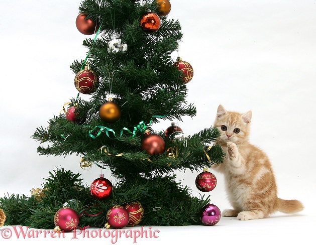 Ginger kitten playing with a Christmas tree, white background