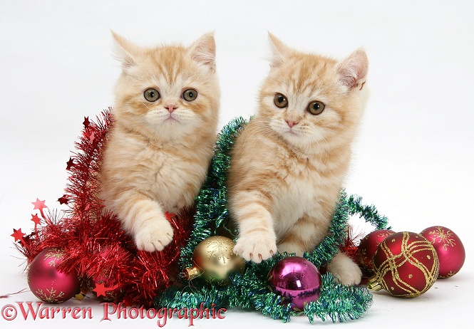Ginger kittens with tinsel and Christmas baubles, white background