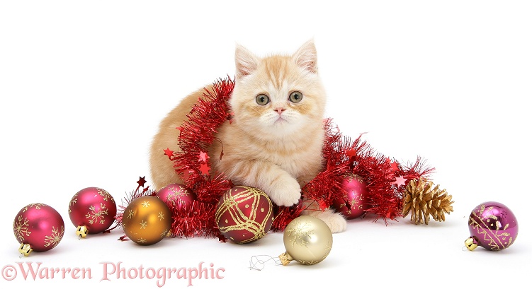 Ginger kitten with red tinsel and Christmas baubles, white background