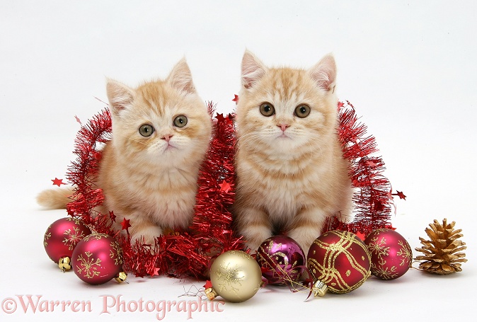 Ginger kittens with red tinsel and Christmas baubles, white background