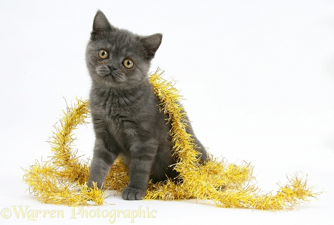 Grey kitten with yellow tinsel, white background