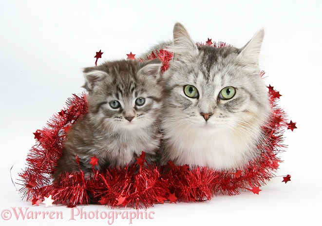 Maine Coon cat, Bambi, and kitten, Goliath, with tinsel, white background