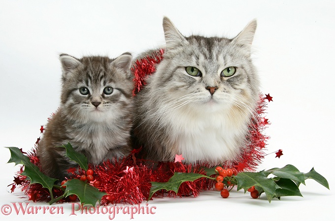 Maine Coon cat, Bambi, and kitten, Goliath, with tinsel and holly berries, white background