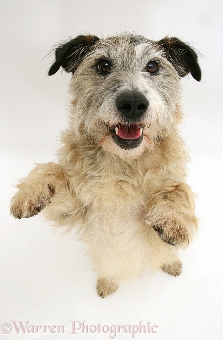 Patterdale x Jack Russell Terrier, Jorge, standing up and putting his paws up, from above, white background