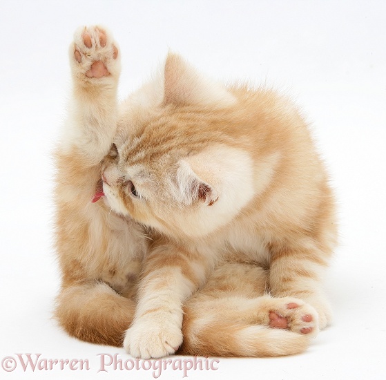 Ginger kitten 'funnel-grooming', white background