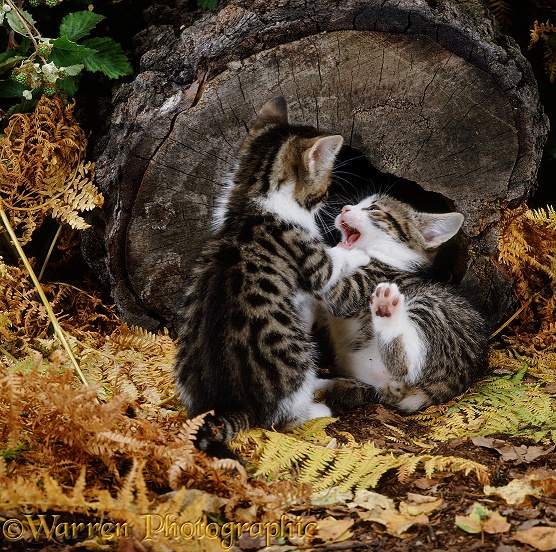 Feral tabby kittens, 6 weeks old, playing outside their hollow log nursery