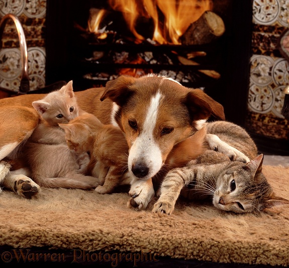 Tabby cat, Dainty, and her two kittens with Border Collie, Fan, in front of a fire
