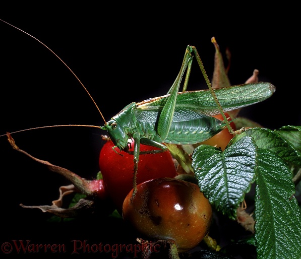 Great Green Bush Cricket (Tettigonia viridissima) male on rugosa rose hips at night.  Europe