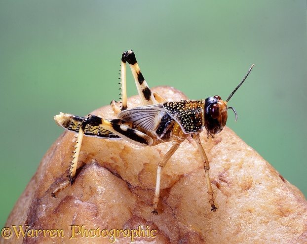 Migratory Locust (Schistocerca migratoria) hopper on quartz pebble.  Africa, Asia and Southern Europe