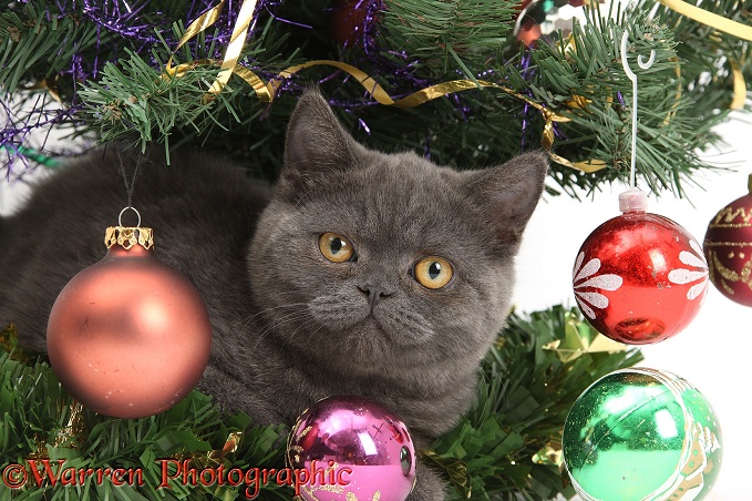 Grey kitten under a Christmas tree, white background