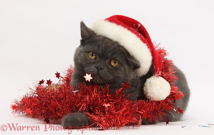 Grey kitten with tinsel and wearing a Father Christmas hat, white background