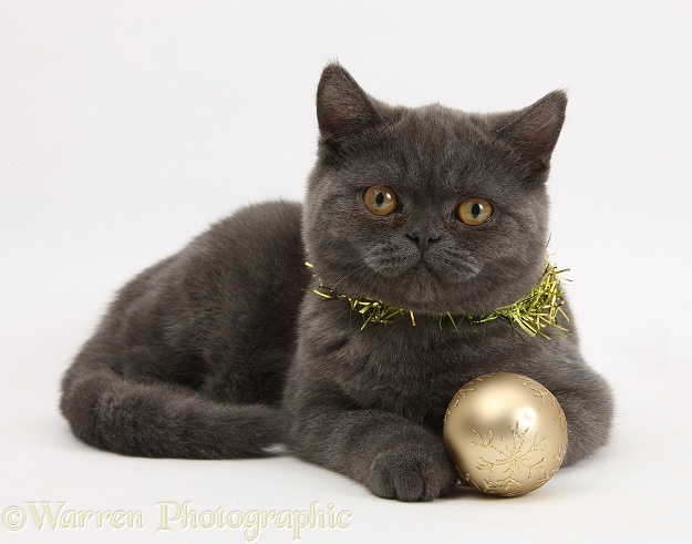 Grey kitten with tinsel around her neck and Christmas bauble at her feet, white background