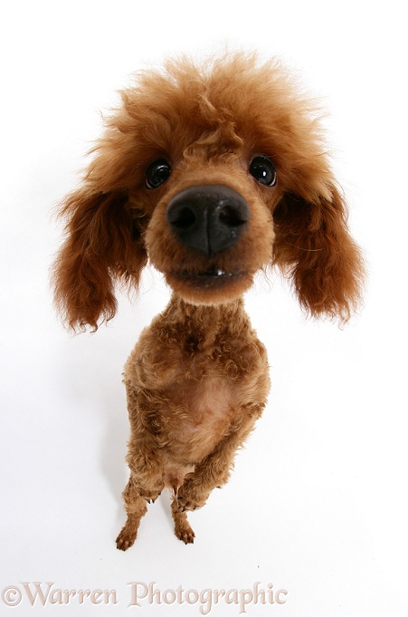 Red Toy Poodle, Reggie, standing on hind legs, white background