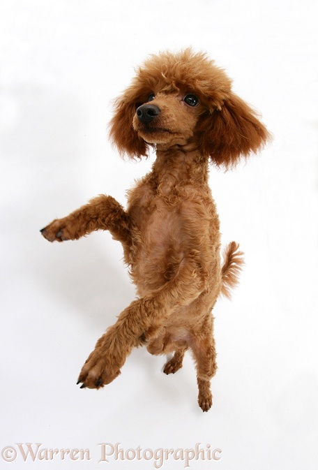 Red Toy Poodle, Reggie, standing on hind legs with paws raised, white background