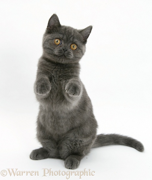 Grey kitten sitting up with paws raised, white background