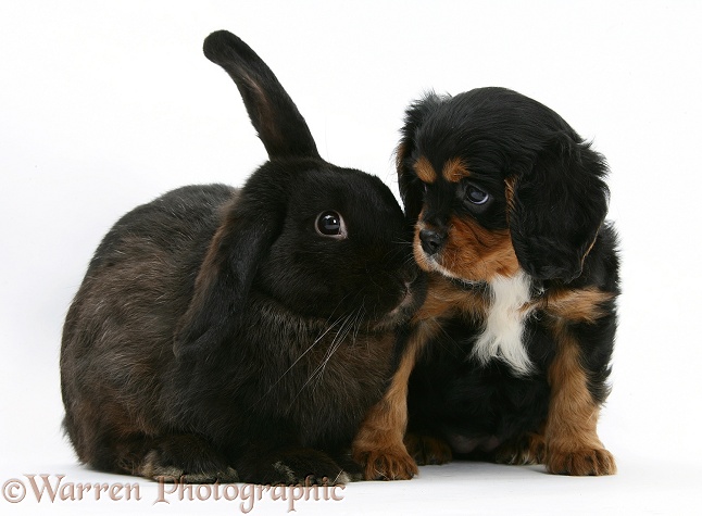 Black-and-tan Cavalier King Charles Spaniel pup and black rabbit, white background