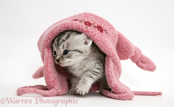 Silver tabby kitten in a child's hat, white background