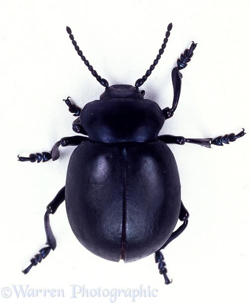 Bloody-nosed Beetle (Timarcha tenebricosa).  Europe, white background
