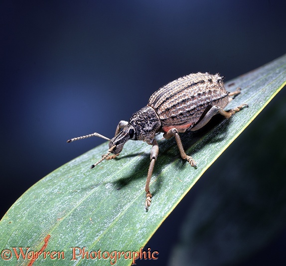 Weevil (Catasarchus sp).  Australasia