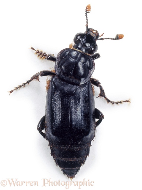 Sexton Beetle (Necroporus humator), white background