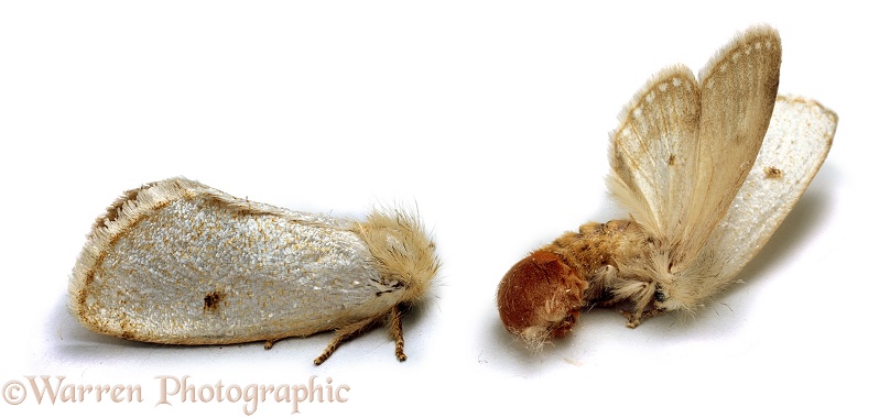 Yellow-tail moth (Notodontidae) at rest and in defensive posture when disturbed, white background